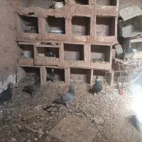 کفتر المانی