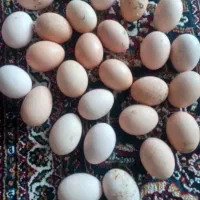 محلی