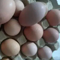 تخم مرغ محلی