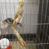 عروس هلندی