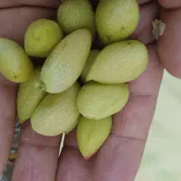 پسته کال
