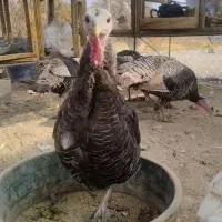 بوقلمون