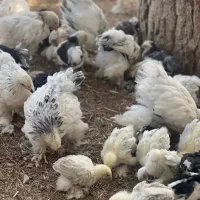 جوجه و مولد برهما کیفیت درجه یک