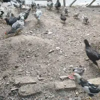 جوجه خروس گلین سوا کن جدا کن ۴ ماهه