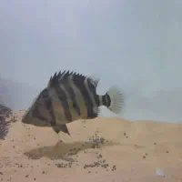 تایگر سوماترا