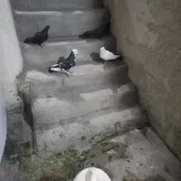 کبوتر