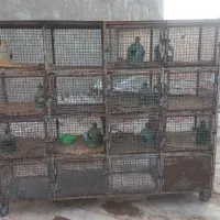 جفت کن کفتر
