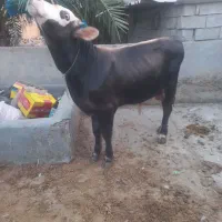 گوساله نر سمینتال