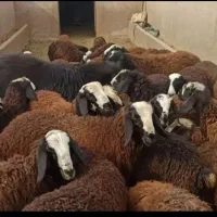 گوسفند زنده ارگانیک از دل کوه درسراسر تهران