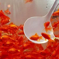 ماهی عید قرمز