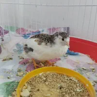 بلدرچین مینیاتوری