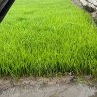 بذر نشا‌‌‌‌هاشمی درجه یک