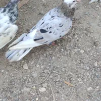 کبوتر