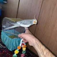 عروس هلندی نر