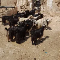 حیوانات مزرعه