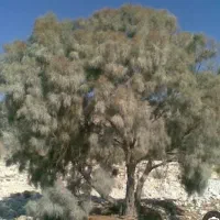خریدار انواع چوب با بهترین قیمت