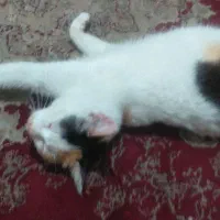 گربه نژاد dsh