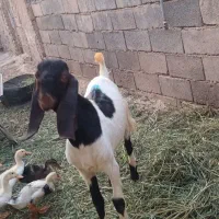 بزقاله نر تخمی