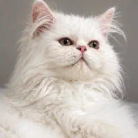 بچه گربه صورت فلت پرشین خالص