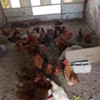 فروش مرغ محلی
