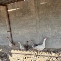 غاز محلی درجه یک