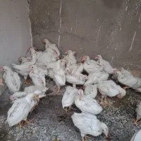 جوجه ماشینی