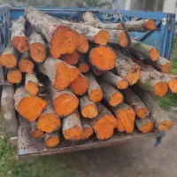 چوب و درخت (جنگلی و باغی)