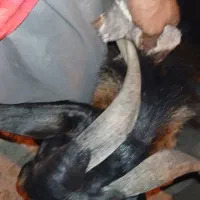 نری|حیوانات مزرعه|گافر و پارمون, |دیوار