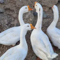 قوغاز اوکراینی یک دست سفید