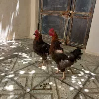 مرغ