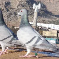 نرو ماده سبز مسافتی