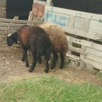 بره