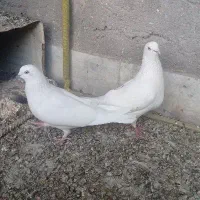 کبوتر /کفتر