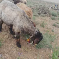 قوچ شیشک