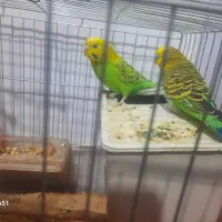 مرغ عشق
