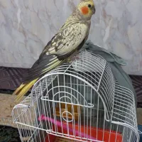 پرنده عروس هلندی