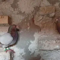 کبوتر