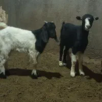 بزغاله نر و ماده