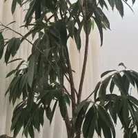 استخدام نیرو خانم حقوق ثابت