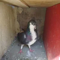 کبوتر|پرنده|مراغه, |دیوار
