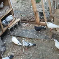کبوتر