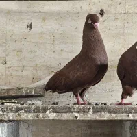 پرنده