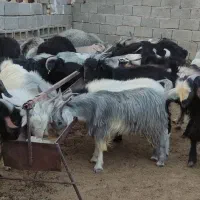 کهره چاق بره چاق گوسفند قربانی