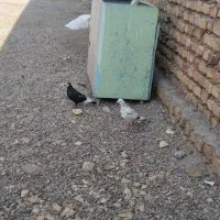 سلام ۶تا کبوتر با۳تا تخم ۱۰روزه فقط زنگ