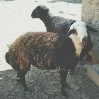 75 کیلو متری سرخس روستای جرخشک سفلی