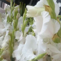 گلایول