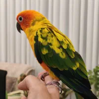 طوطی خورشیدی سانکاور نه ماهه