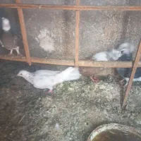 کفتر|پرنده|مشهد, بهمن|دیوار