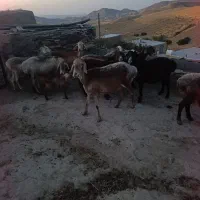 میش داشتی