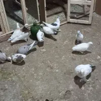 کفتر
